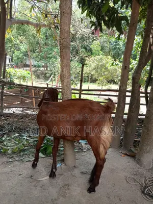 A Very Good Castrated Goat