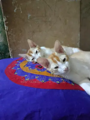 Cat For Adoption