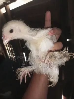 কলম্বিয়ান লাইট ব্রাহমা