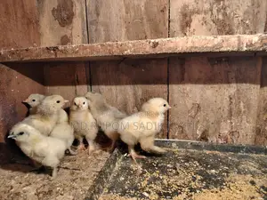 ব্রাহামা মুরগির বাচ্চা