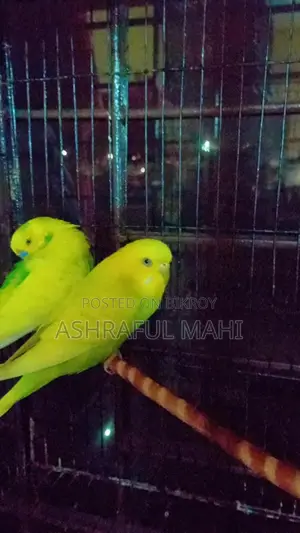 Bird for sale