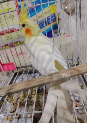 Lutino Cockatiel Male