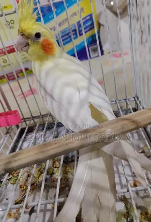 Lutinu Cokatal Male