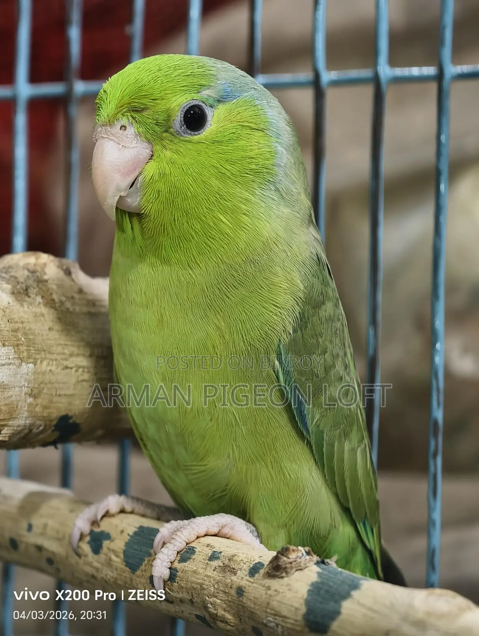 Forpus Male (4 months old)