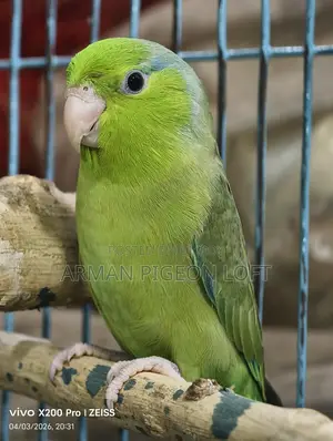 Forpus Male (4 months old)