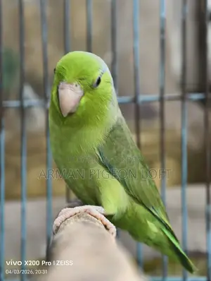 Forpus Male (4 months old)