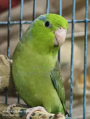 Forpus Male (4 months old)