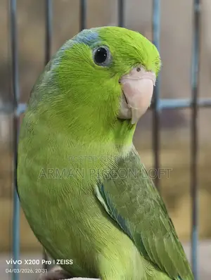 Forpus Male (4 months old)