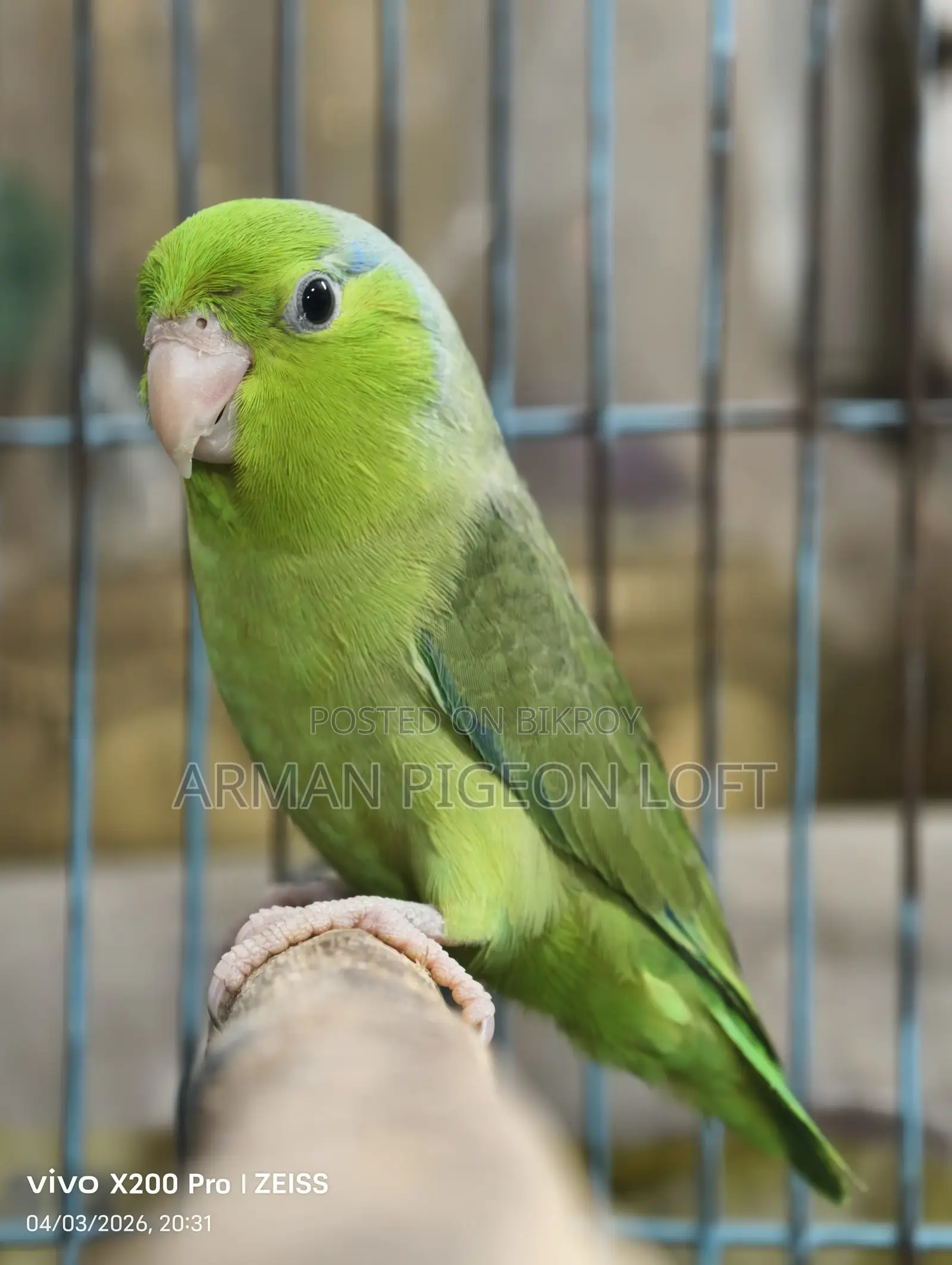 Forpus Male (4 months old)