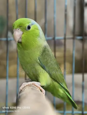 Forpus Male (4 months old)