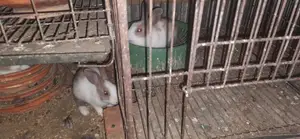 Rabbits for Sale