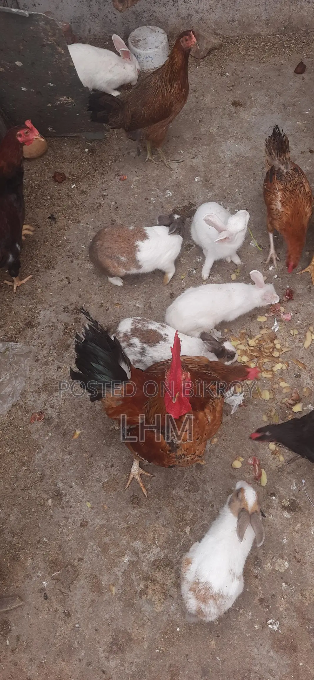 Rabbits for Sale