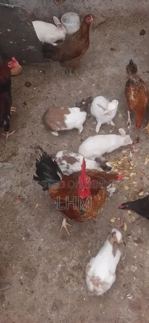 Rabbits for Sale