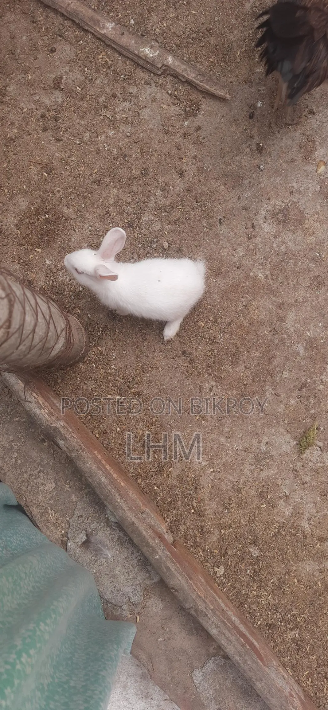 Rabbits for Sale