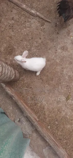 Rabbits for Sale