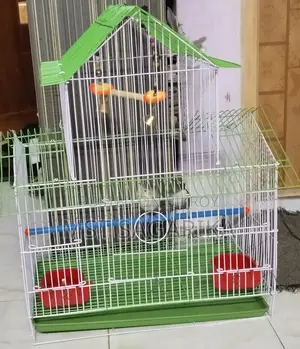 Bird Nest