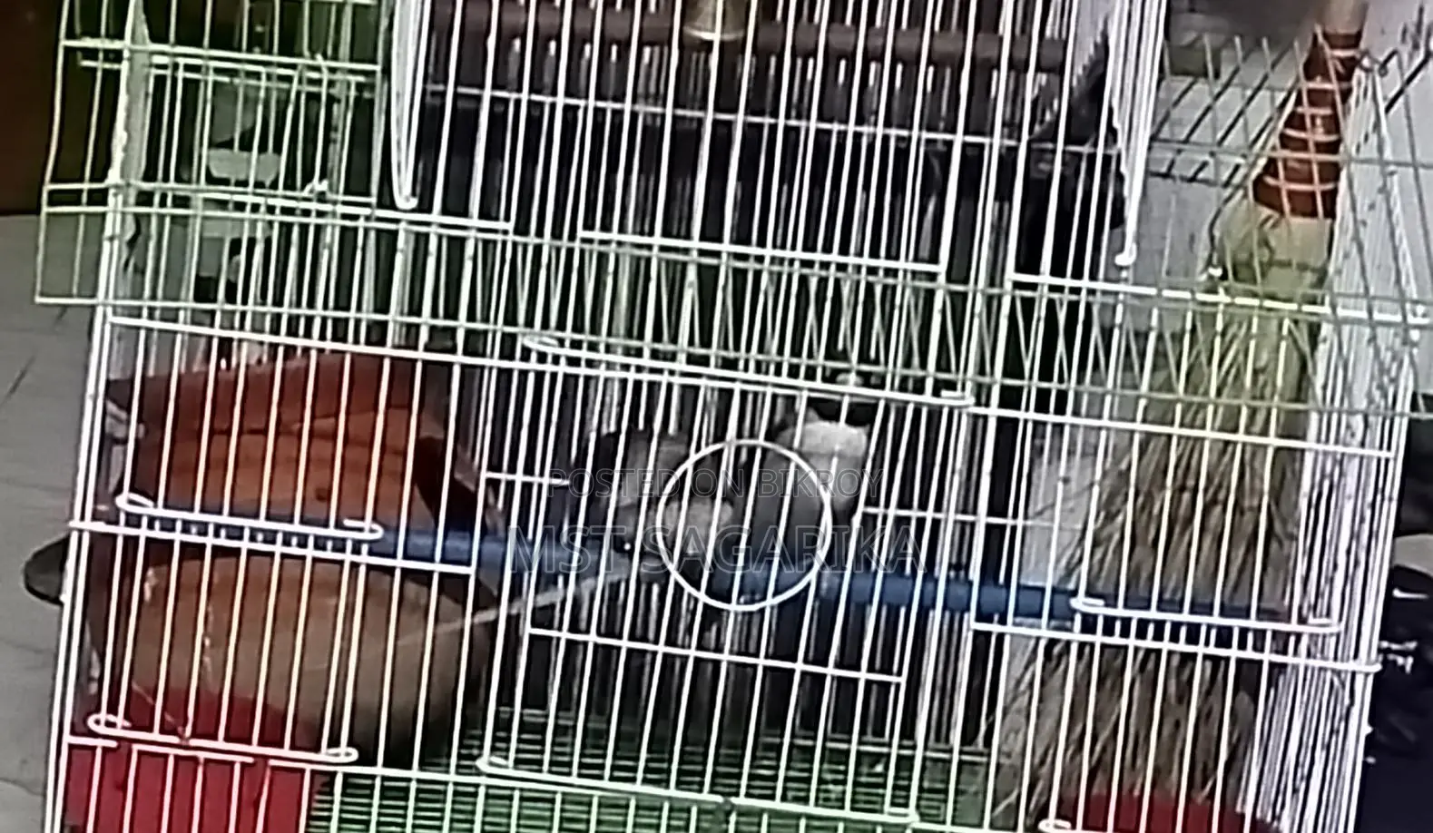 Bird Nest