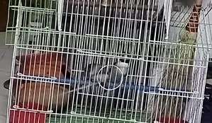 Bird Nest