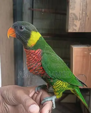 Coconut Lory Super Tame