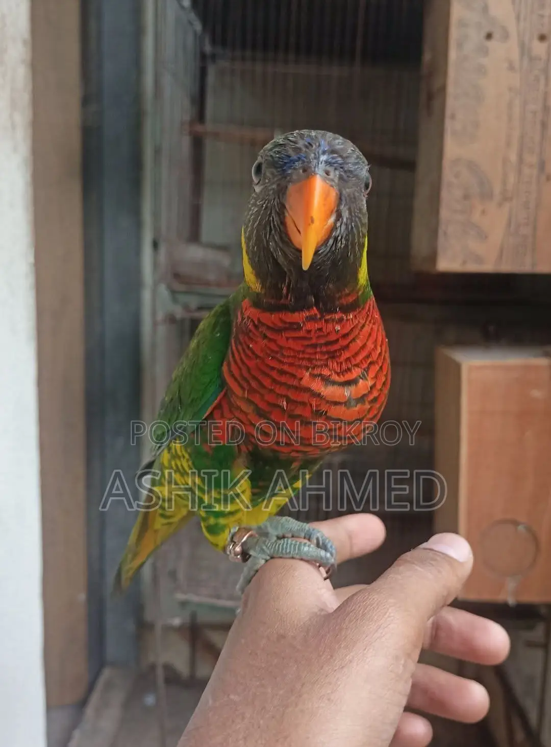 Coconut Lory Super Tame