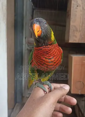 Coconut Lory Super Tame