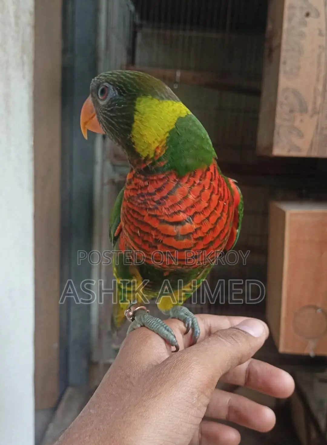 Coconut Lory Super Tame