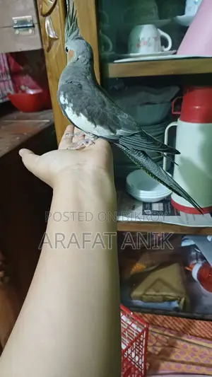 ককাটেল বেবি ৩ মাস বয়স এক জোড়া গ্রে কালার
