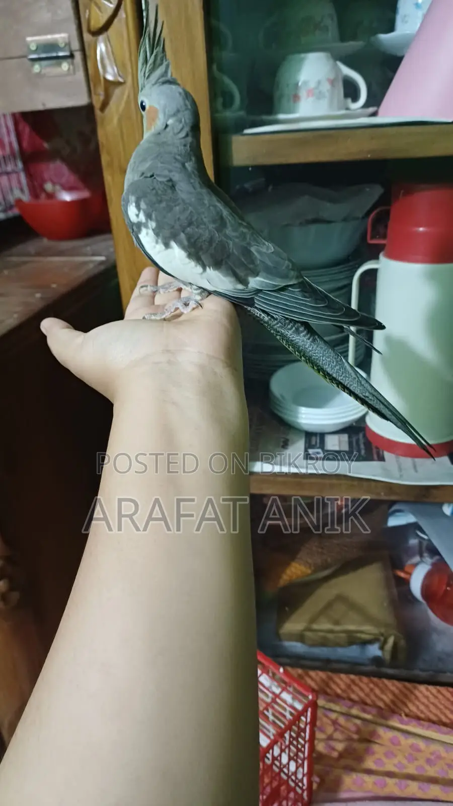 ককাটেল বেবি ৩ মাস বয়স এক জোড়া গ্রে কালার