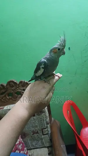 ককাটেল বেবি ৩ মাস বয়স এক জোড়া গ্রে কালার