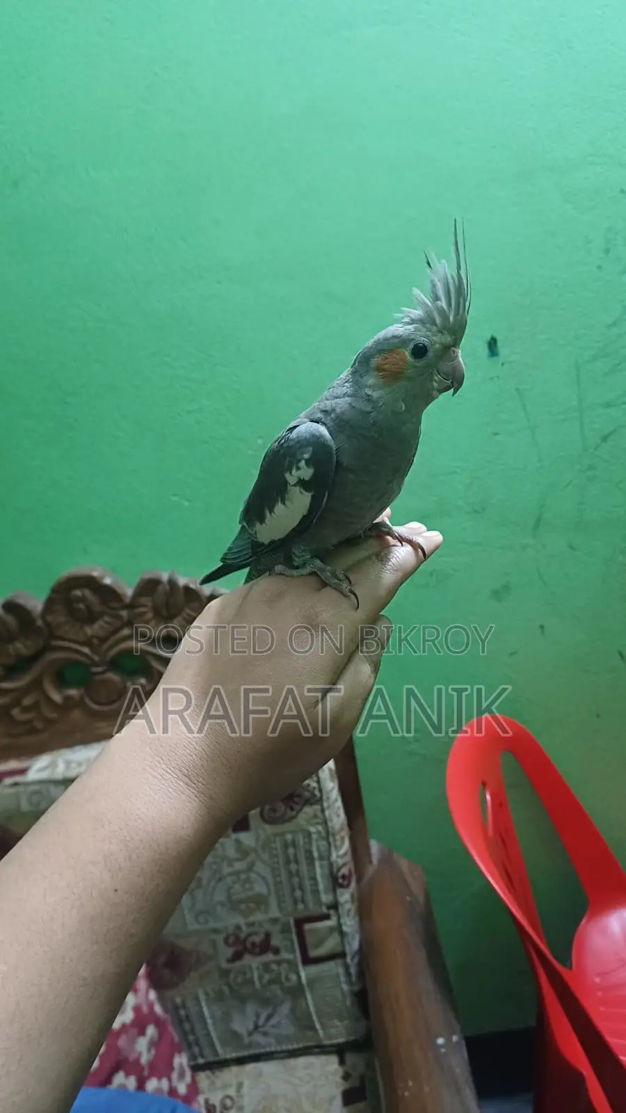 ককাটেল বেবি ৩ মাস বয়স এক জোড়া গ্রে কালার