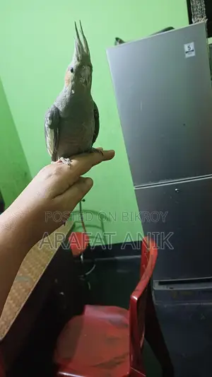 ককাটেল বেবি ৩ মাস বয়স এক জোড়া গ্রে কালার