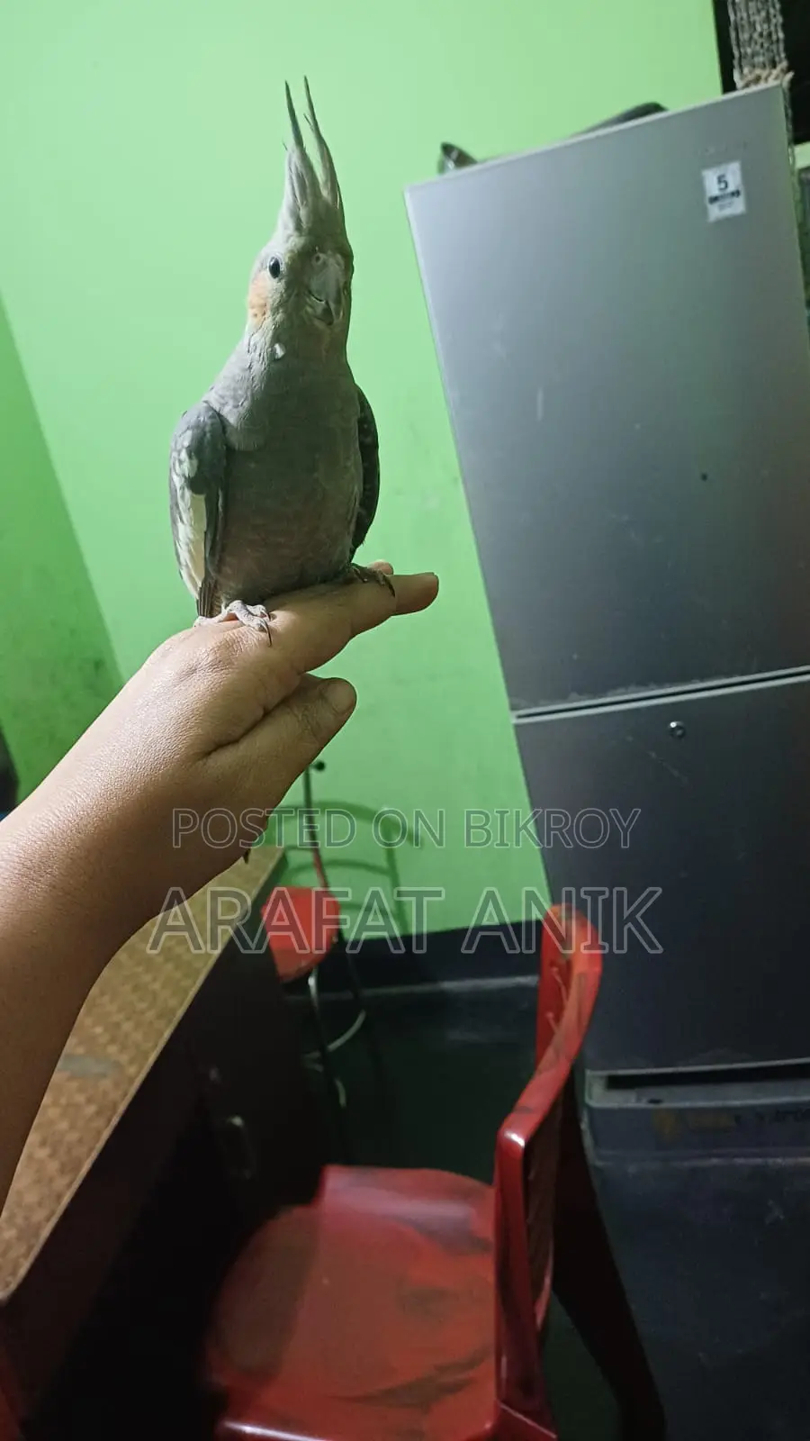 ককাটেল বেবি ৩ মাস বয়স এক জোড়া গ্রে কালার