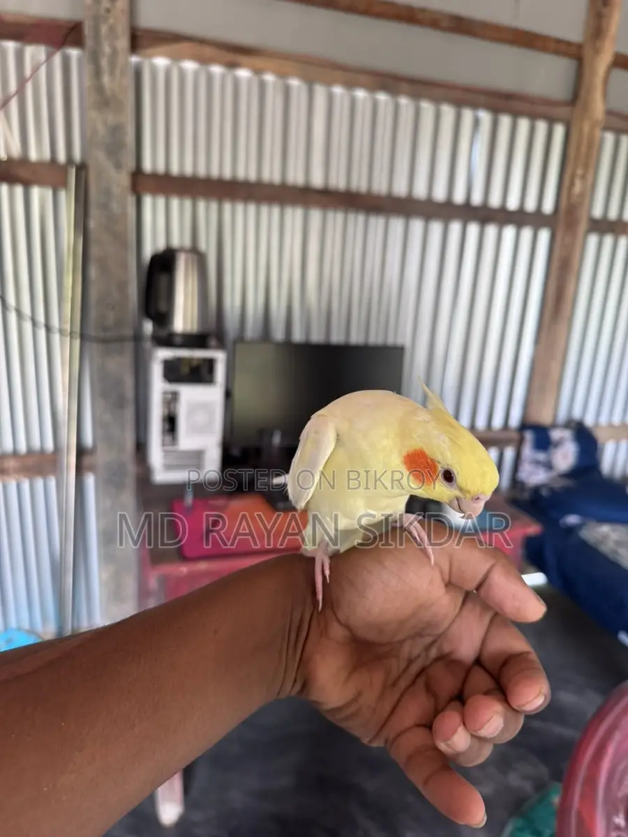 ককাটেল লুটিনো টেম বেবি