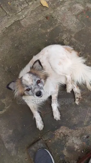 Foreign Breed Puppy