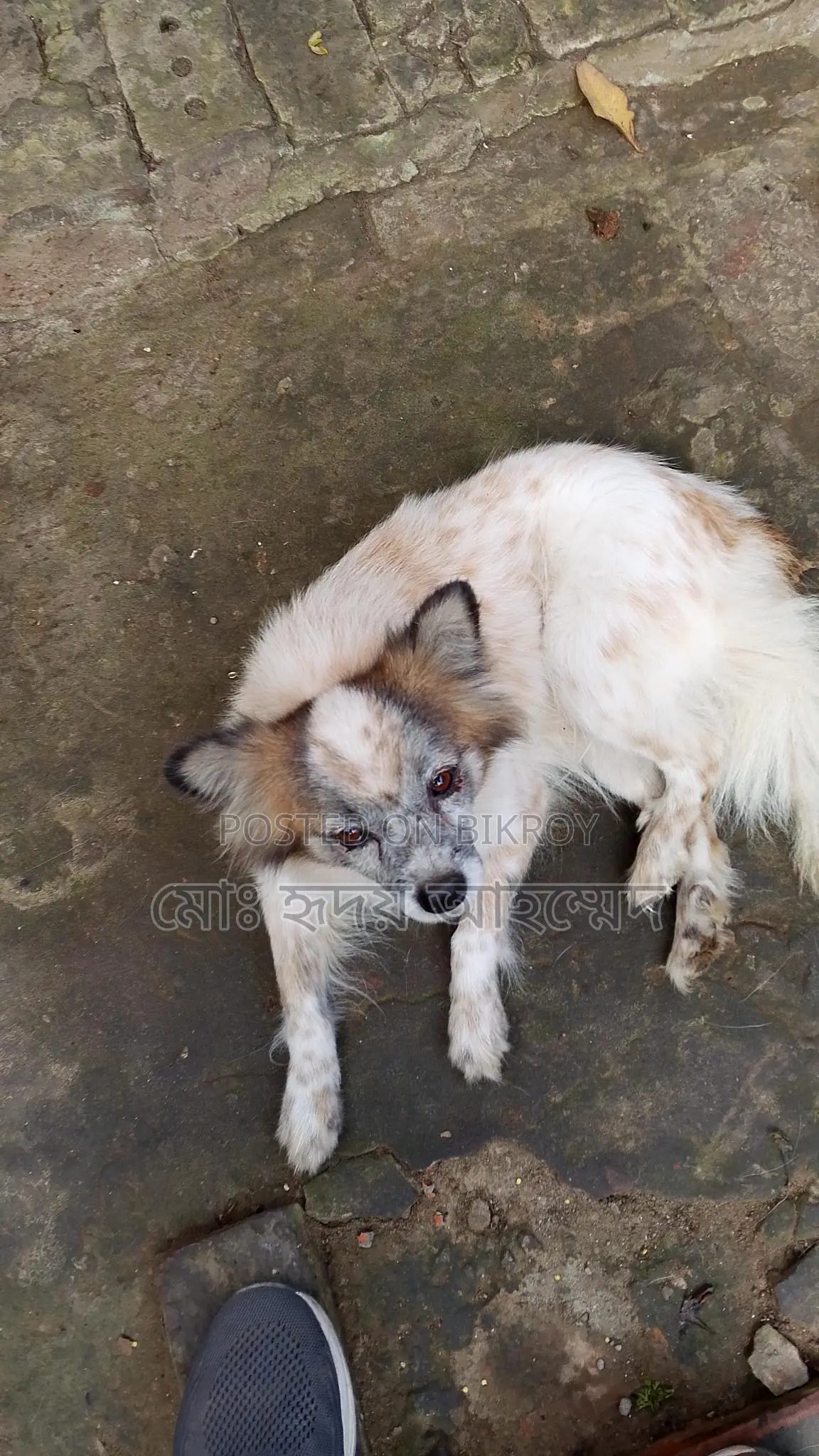 Foreign Breed Puppy