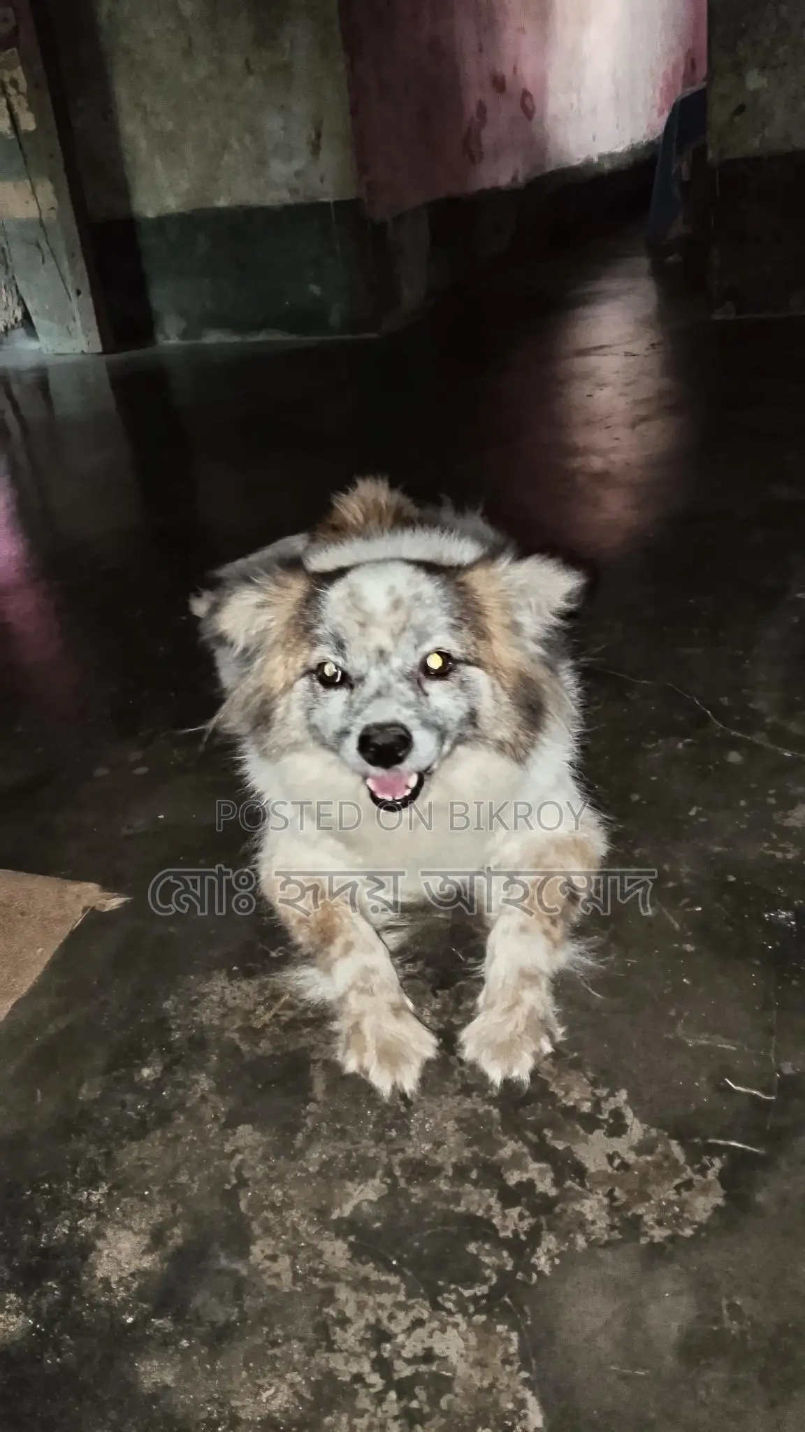Foreign Breed Puppy