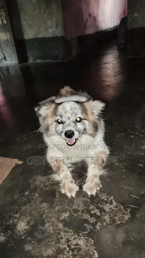 Foreign Breed Puppy