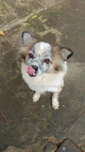 Foreign Breed Puppy