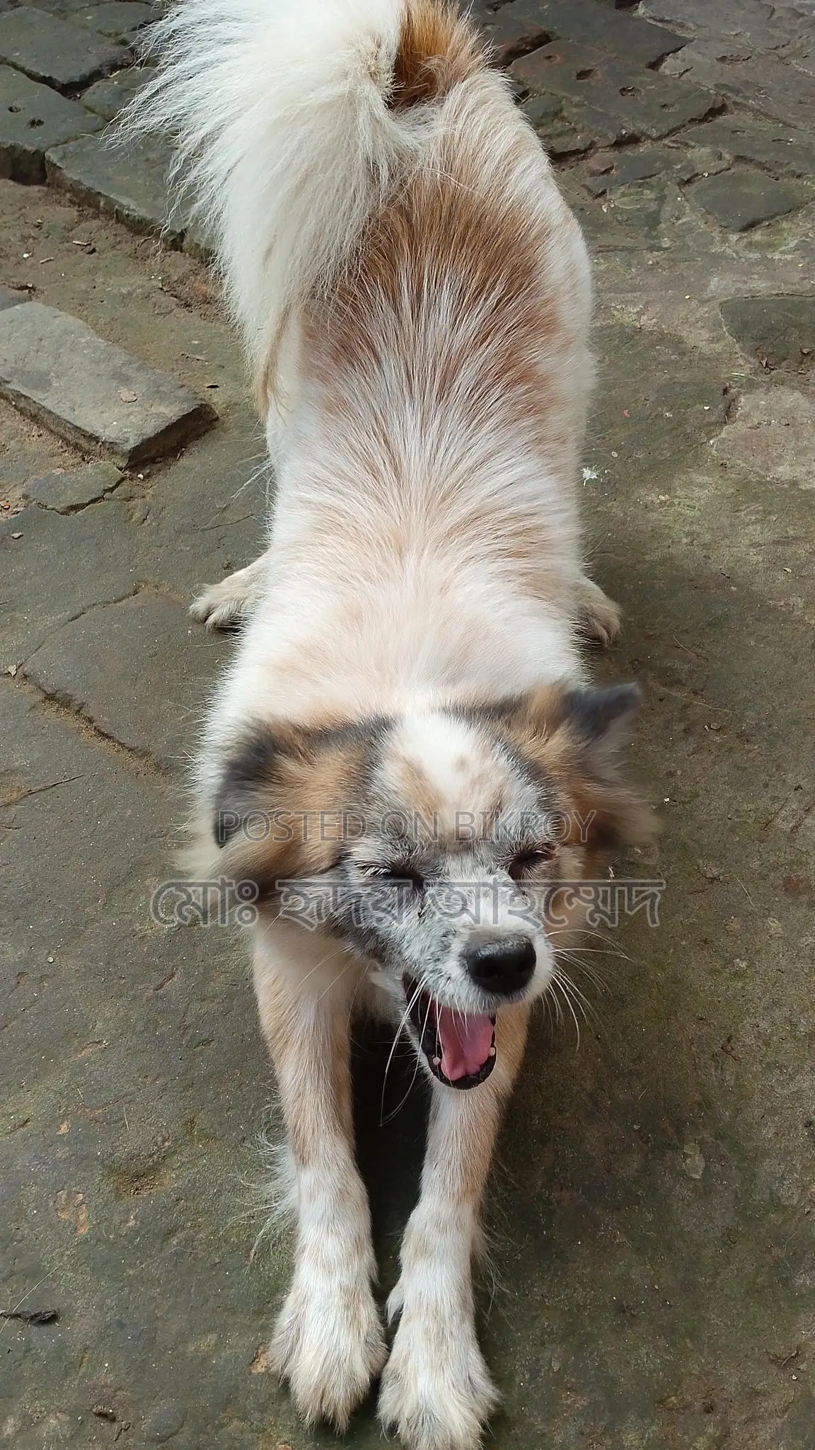 Foreign Breed Puppy