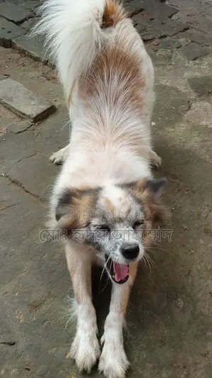Foreign Breed Puppy