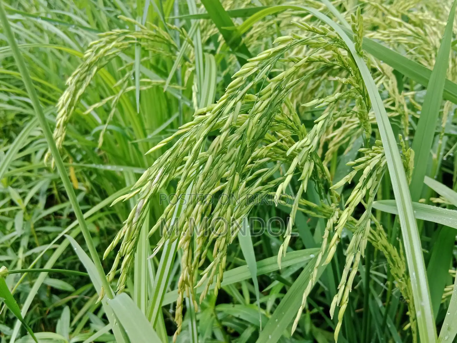 বাঁশমতী ধান