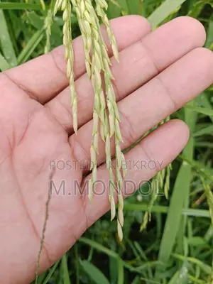 বাঁশমতী ধান