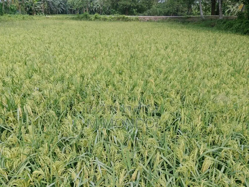 বাঁশমতী ধান