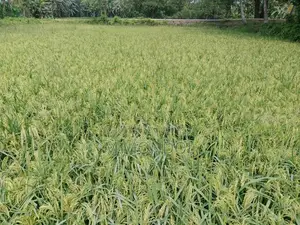 বাঁশমতী ধান