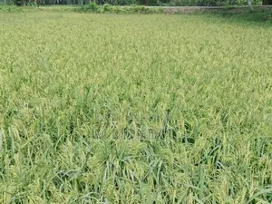 বাঁশমতী ধান