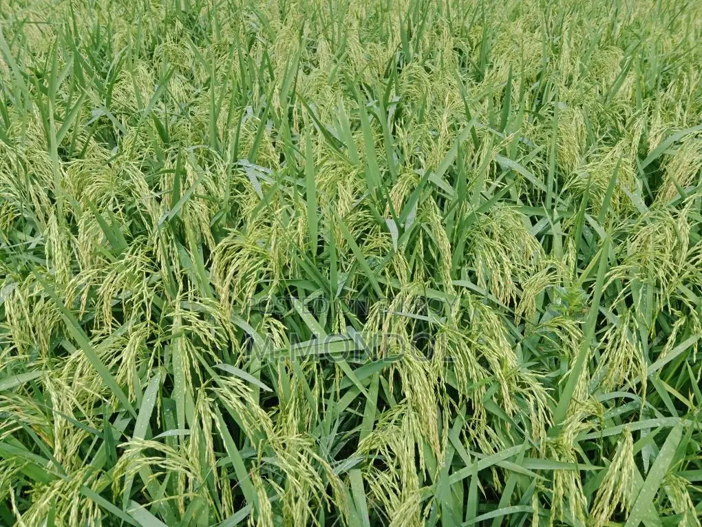 বাঁশমতী ধান