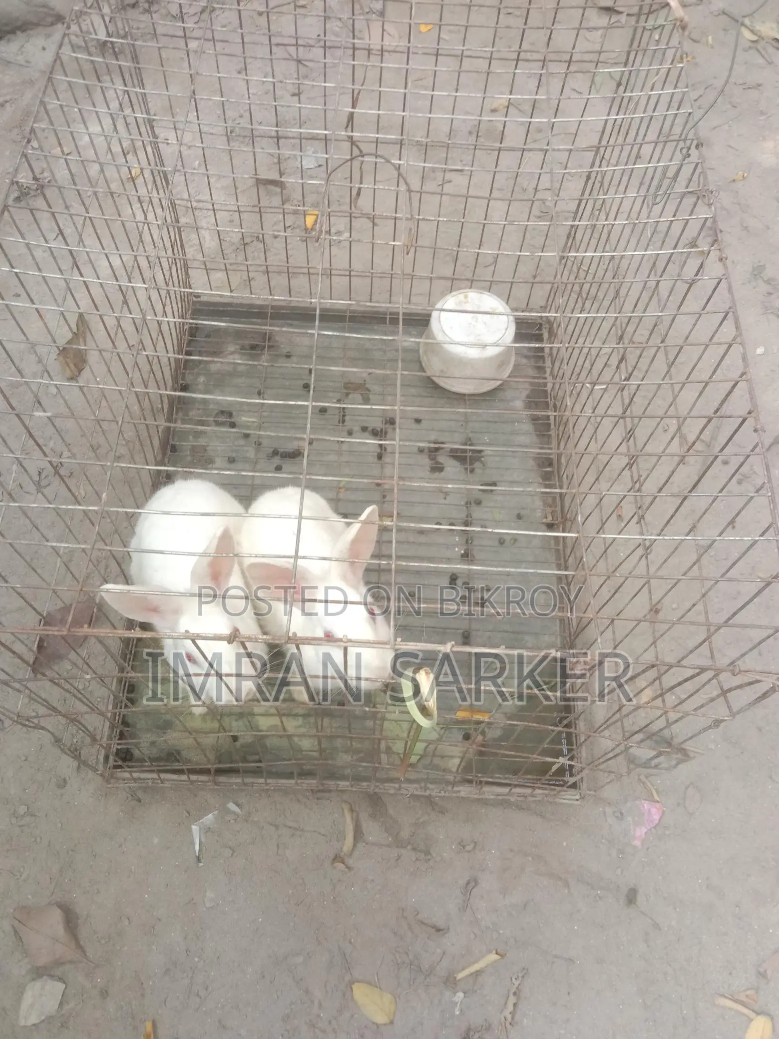 Albino White Rabbit