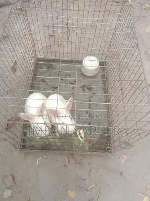 অ্যালবিনো সাদা খরগোশ