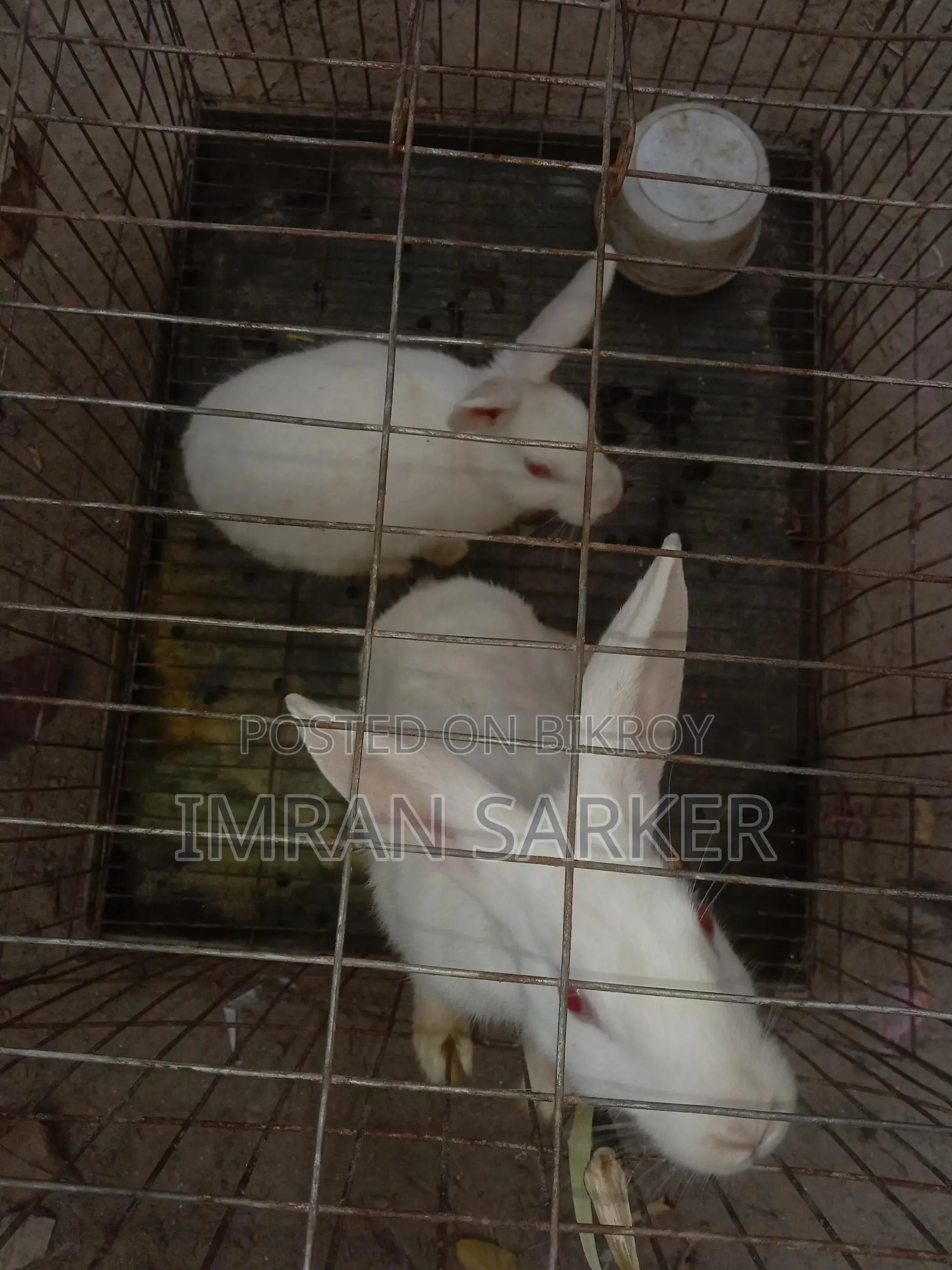 Albino White Rabbit