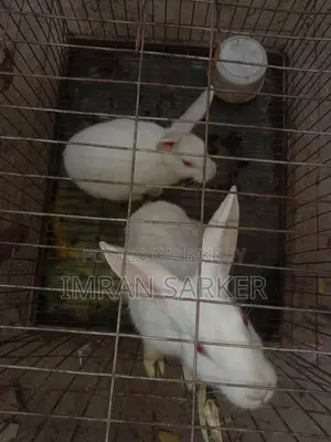 Albino White Rabbit
